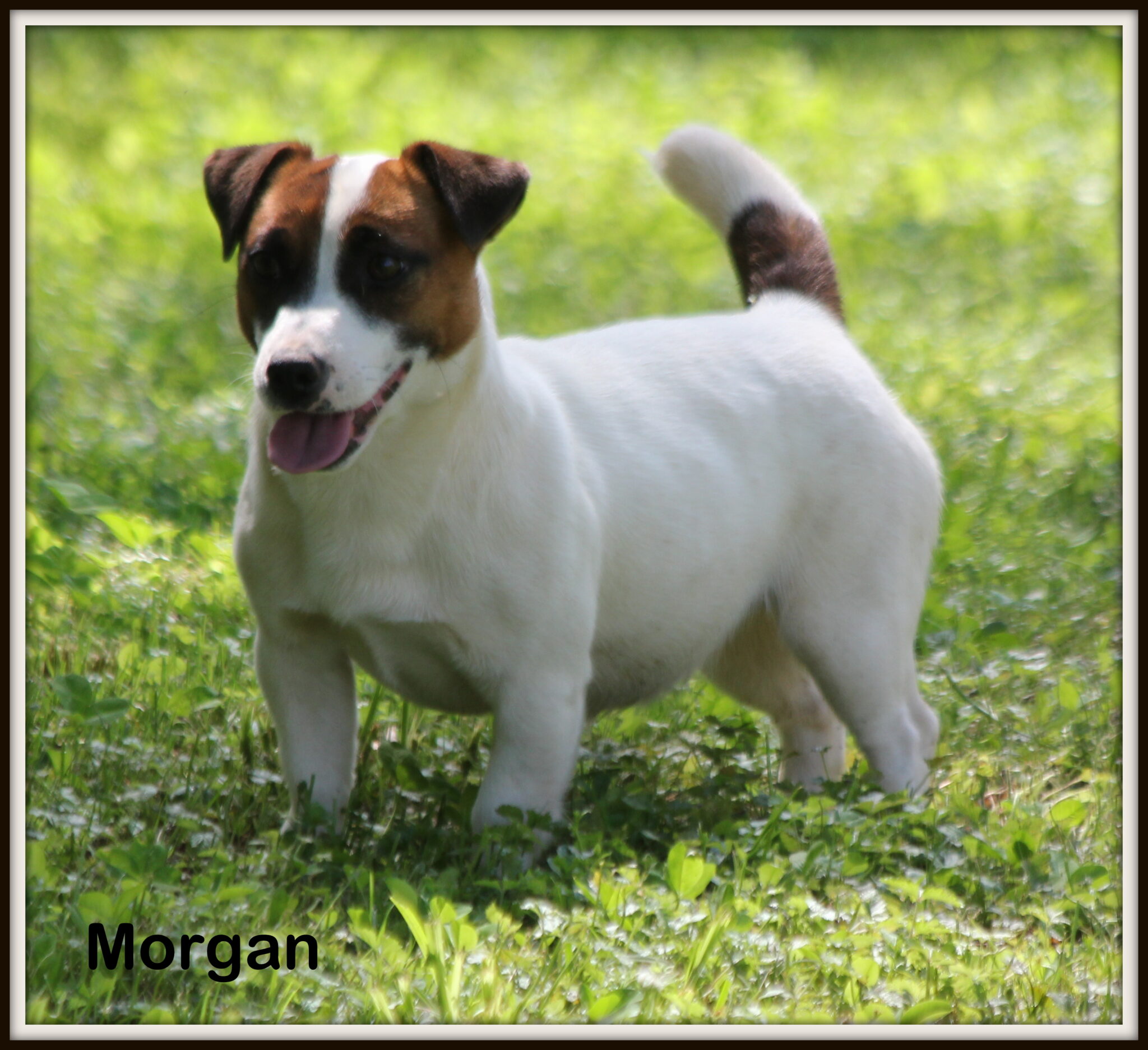 Jack Russells For Sale in Louisiana | Russellville Farms